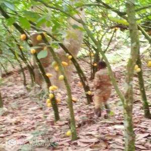 Notre première récolte de cacao commence !! - café cacao thé nous recherchons des clients pour notre première récolte de cacao origine cameroun ( village obala)--pour les professionnels intéressés par nos fèves de cacao de variété trinitario,   merci de nous contacter dès maintenant car nos stocks sont li