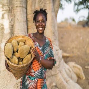 Baobab en poudre /poudre de baobab,bouye - fruits et légumes nous sommes une société spécialisée dans la production de la poudre de baobab. nous fournissons de la poudre de baobab très fine tamisée avec les tamis vibrant sans sable ni résidu,  sans gluten. nous livrons partout. nous acceptons les visites sur not