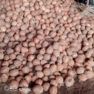 NOIX DE COCO  - fruits et légumes nous sommes à la recherche de clients pour un stock très important de noix de coco disponible à abidjan.--