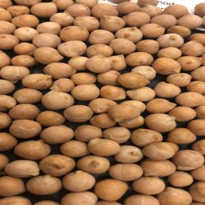 Pois Chiches 6+ et 8+ - féculents pois chiche 6+ et 8+ sortex--emballage en sac de 25 kg--humidité -13%--pureté 99%--grains cassé pas plus de 4%--ordre minimum 1 conteneur ----