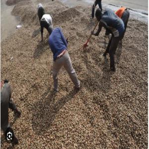 ANACARDE,HEVEA - café cacao thé en prélude a la campagne d'anacarde qui s'annonce très bientôt,  ayant en possession des coopérative je suis en quete de partenaire financier afin d'exporter mes produits a l'étranger,  capacite de livrer plus de 1000tonnes d'anacarde. au plaisir de vous recevoir--veu