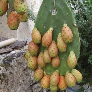 Prickly pear  - fruits secs et graines grillées pour les commandes et demandes de renseignements,  veuillez nous contacter sur whatsapp 