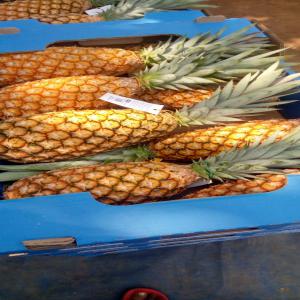 Ananas frais du Bénin  - fruits et légumes nous sommes spécialisés dans la production et commercialisation des fruits exotiques principalement ananas. nous mettons à votre disposition de type de variétés ananas ( pain de sucre et cayenne lisse) ----nous serons ravi de discuter avec des partenaires de tout g