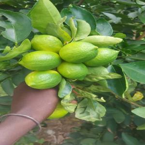 Recherche partenaires - fruits et légumes je suis producteur et vendeur de fruits et legumes et recherche au niveau du senegal un partenaire pour le conditionement de lime de tahiti 100% bio produit par moi meme sur milano italia via aero. pour tout renseignements supplementaires veuillez me contacter grazie 