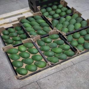 Avocat du maroc - fruits et légumes disponible l'avocat hass bonne qualité tout les calibres départ station & exportations international.