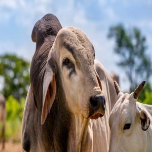 Achat de taureaux (non castrés) - animaux vivants nous recherchons des taureaux non castrés aux caractéristiques suivantes ---- type - croisé,  brahman,  nelore,  semntal  --- poids moyen - entre 400 et 450 kg  --- volume mensuel - 2 000 à 3 000 tetes  --les fournisseurs répondant à ces critères sont in