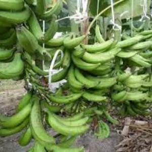 Recherche  fournisseur banane plantin - autres bonjour  suis gabonnaise  et vis  au gabon, je recherche  un fournisseur  pour banane plantin  qui pourra me faire des expedition  sur le gabon. 