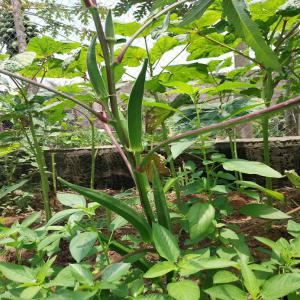 OKRA - GOMBO-PIMENTS - POIVRON - fruits et légumes nous mettons a dispositions des produits issu de maraichages et d'élevages naturel  gombo-piments-arachide- oeufs-volailles en toute période de l'année.--nous vous proposons un partenariat de production sur mesure  dans notre jardin au togo avec des conditions intéressant