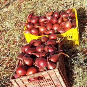 oignons rouges - fruits et légumes on met en vente des oignons rouges. origine- tunisie; récolte septembre 2024. conditionnement- requis par le client. veuillez nous contacter pour étudier ensemble vos besoins. 