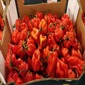 PIMENT - HABANERO -BULLET -INDIENNE - aromatic spices nous vous présenté pour la saison en cours les piments suivants destines a l exportation avec programme ou non et par voie routière ou cargo,  nous sommes disponible de repondre a vos questions.--salutations