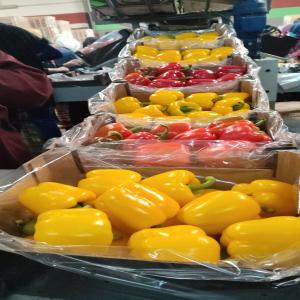 POIVRON CALIFORNIA - fruits and vegetables nous présentons notre poivron california g et gg jaune - vert - rouge en carton de 5 kg avec programme ou sans avec transport ou non ,  nous sommes disponible de répondre a vos questions.----salutation