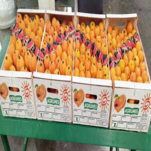 AGRUMES - CLEMENTINES - fruits et légumes          c est le début de la saison d exportation de nos produits clémentines en toute variété avec qualité supérieur et emballage suivant l énorme international,  alors n hésiter pas de nous contacter alors nous sommes disponible de vous r&eac