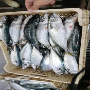 VENDS STOCK DIVERS POISSON  - poissons nous avons du poissons congele bord divers seiche - solfish - crevettes - ribbon fish ( ceinture) - grondins de tres bonne qualite . inspection a dakar . 