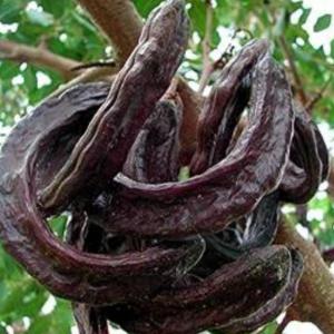 Wholesale of carob tree fruits - fruits and vegetables carob tree fruits are available in all required quantities,  ready for export,  starting from 1 ton after agreeing on the price. the price of 1 ton is 1000 euro and agreeing on the method of payment. either come in person or pay upon receipt from the shipping center.