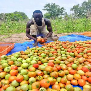  Racheche de partenariat et client pour achat - café cacao thé la société agricole est un groupement des producteurs de cacao café anacarde et des produits vivrières  composé de 500 membres dans la région de la marahoue du département de gohitafla dans la sous-préfecture d'iriefla chaque année nous 