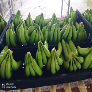 Banane cavendish - fruits et légumes nous somme fournisseur de  bananes cavendish.--origine amerique du sud.--quantité & qualité.  --