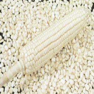 White Maize & Yellow Maize for Human & Animal - other white maize & yellow maize for human & animal feed for sale--specification for white corn--color- white & yellow--style- fresh--type- corn--length (cm)- 5.3--moisture - 13 % max.--protein - 9.0 % min--purity - 98 % min--broken - 2 % max--damage - 6 % max.--covered grain - 2 % max.--ash - 1.57 % max.