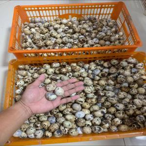 Quality Natural Fresh Quail Eggs For Sale  - meat and eggs premium quality natural fresh quail eggs for cooking or eating--ingredient list - quail eggs,  water,  citric acid and salt--net weight - 15 ozs (425 g)--drained weight - 7 ozs (200 g)--vacuum - 4.5 inhg 4.2 mm--head space - natural--color - natural--taste - no--flavor - objectionable--odor - no--text