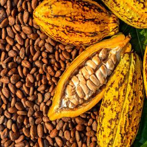 Cacao  - coffee cocoa tea october 1st begins the cocoa campaign in ivory coast.--we work with the best exporters in the country.--we help you find the best products,  the quantity,  and especially the best quality.--we welcome you on site because a real buyer must travel.--we remain at your disposal for whatsap or email.--see 