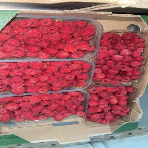 Framboise a Vendre - fruits et légumes bonjour . nous sommes une société d'export de fruits et légumes et nous cherchons pour un bon partenaire ou bien un client pour cette compagnie produits disponibles sont - avocat , avocats huss,  fraise,  framboise,  orange et pomme de terre , carotte,  courge ,  choux,  menthe ,  persil