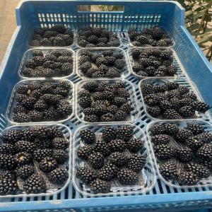 BLACKBERRY A VENDRE - fruits et légumes bonjour . nous sommes une société d'export de fruits et légumes et nous cherchons pour un bon partenaire ou bien un client pour cette compagnie produits disponibles sonts avoca ,  fraise,  framboise,  orange et pomme de terre , carotte,  courge ,  choux,  menthe ,  persile (...)--