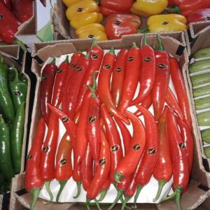 PIMENT A VENDRE - fruits et légumes bonjour . nous sommes une société d'export de fruits et légumes et nous cherchons pour un bon partenaire ou bien un client pour cette compagnie produits disponibles sonts avoca ,  fraise,  framboise,  orange et pomme de terre , carotte,  courge ,  choux,  menthe ,  persile (...)--