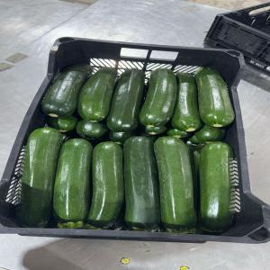 COURGETTE A VENDRE - fruits et légumes bonjour . nous sommes une société d'export de fruits et légumes et nous cherchons pour un bon partenaire ou bien un client pour cette compagnie produits disponibles sont- avocats huss,  avocat ,  fraise,  framboise,  orange et pomme de terre , carotte,  courge ,  choux,  menthe ,  persil