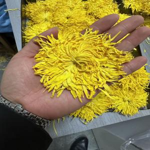 Grossiste tisane chrysanthème royale jaune