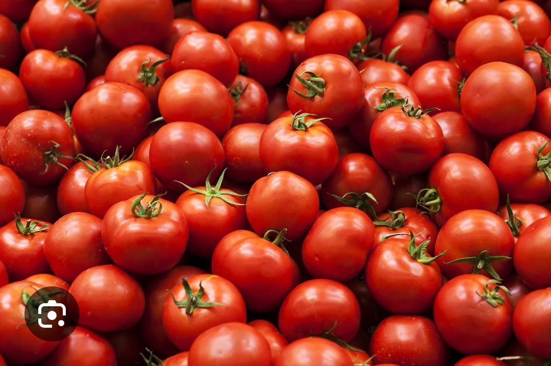 Cotr d'Ivoire tomates fraiches. - fruits et légumes vente de tomates et de concombres de très bonne qualité,  et en très grandes quantités en cote d'ivoire à abidjan. 