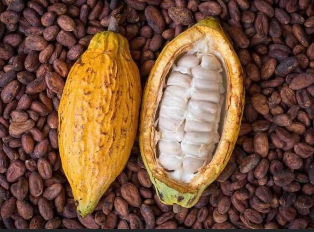 sale of cocoa beans originating from the Ivor - coffee cocoa tea hello everyone,  we are a company in the field of coffee and cocoa and we have all export approvals so for anyone wishing to buy cocoa in ivory coast,  please contact us for any information. nb- our payment terms are very interesting and flexible,  thank you.