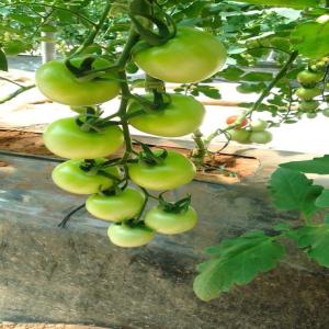 TOMATE A VENDRE - fruits et légumes bonjour, --nous sommes une société import-export des fruits et légumes.--nous avons une grande quantité de tomate à vendre.--nous avons également des autres fruits et légumes à vendre.--si vous etes intéresses merci de nous contactez.