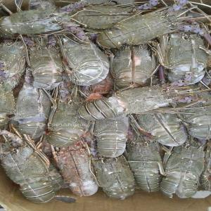 langoustes vertes et roses - coquillage crustacé nous expédions depuis le senegal langoustes vivantes vertes et roses--langoustes vertes cif cdg paris 35 euros/kg --langoustes roses cif cdg paris 49 euros /kg--commande 300 kgs minimum,  paiement a la commande.--fournisseur garanti avec past performance.--départ le soir par air france 