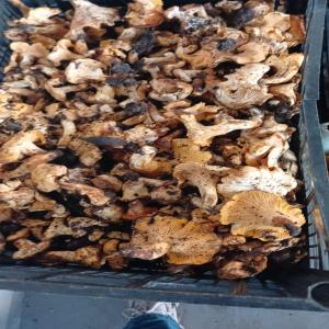 CHAMPIGNON CHANTERELLE (GIROLLES) - fruits et légumes produits - champignon  chanterelles (girolles) frais --conditionnement - a convenance--prix en kg - a discuter ( les prix sont hebdomadaire selon le prix du marché international)--quantité - disponible (tonnes)--provenance - maroc--certificats ggn (grasp à la demande) et analyse