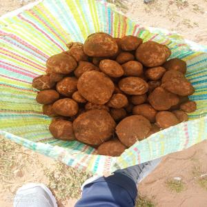 TRUFFES - fruits et légumes produits - truffes fraiche--conditionnement - a la demande--prix en kg - a discuter ( les prix sont hebdomadaire selon le prix du marché international)--quantité - disponible --provenance - maroc--certificats ggn (grasp à la demande) et analyse--livraison - partout dans le monde