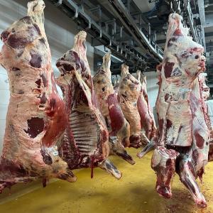 Export viande rouge et blanc halal - viandes et oeufs bonjour --nous sommes des exportateurs du viandes rouge ( bovin veau agneau) et blanc ( poulet cuisses blanc poulet) avec certificat halal ( quantités ouverts selon les clients) vers tout le monde 