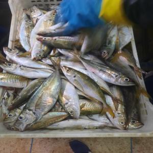 POISSONS sardines maquereaux  - poissons nous avons du poissons marocain immédiatement disponible à l'exportation pour toute demande merci de nous contacter 