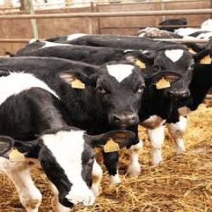 veaux et vaches - animaux vivants bonjour..vétérinaire. j'ai de l'expérience dans le domaine de l'élevage de veaux,  de vaches et de volailles..j'ai besoin d'un investisseur pour etre partenaire pour lancer un projet intégré et rentable qui profitera à tous. bienvenue à tous ceu