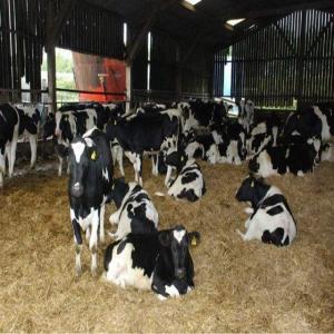 Import Jersey heifers - animaux vivants import jersey heifers--age pregnant heifers- between 24-32 months at time of calving--age open heifers- 6-12 months--pedigree registered--lactation between 20-30 liters per day--annual lactation of 6.000-7.000 liters/year--fat- 5, 5%--protein- 4, 1%--milk production--