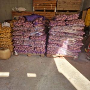 Fourniture en gros de pommes de terre fraîche - fruits et légumes fourniture en gros de pommes de terre fraîches pour l'exportation--nous proposons des variétés de pommes de terre de table jaunes et rouges,  conçues pour les clients grossistes,  calibre 40+,  50+,  60+,  70+ en emballage de 10,  15,  25 kg,  en big bag et en vrac.--nous proposon