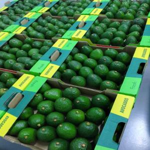 Avocat a vendre - fruits et légumes bonjour ,  nous sommes une entreprise basée au maroc,  et nous exportons des fruits et légumes frais et congelé en europe.--nous avons une grande quantités d'avocats et d'avocats huss a vendre.--nous avons également des autre fruits et légumes a vendre.--si vo