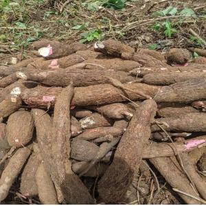 Ventes tubercules manioc  - féculents bjr je suis leader d'une entre qui fait dans la production des racines tubéreuse de manioc a la recherche de potentiels clients pour la transformation je suis au cameroun 