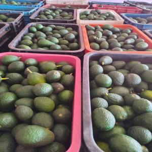 Avocado Hass a vendre - fruits et légumes bonjour ,  nous sommes une entreprise basée au maroc,  et nous exportons des fruits et légumes frais et congelé en europe.--nous avons une grande quantités d'avocats et d'avocats huss a vendre.--nous avons également des autre fruits et légumes a vendre.--si vo