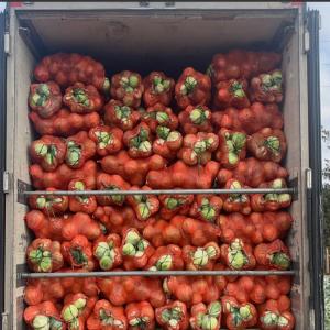 Chou pommé a Vendre - fruits et légumes bonjour ,  nous sommes une entreprise basée au maroc,  et nous exportons des fruits et légumes frais et congelé en europe.--nous avons chou pommé de bonne qualité.--nous avons également des autre fruits et légumes a vendre.--si vous etes intéress