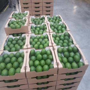 Avocado for SELL - fruits and vegetables hello,  we are a company based in morocco,  exporting fresh and frozen fruits and vegetables to europe.--we offer high-quality avocado and also have other fruits and vegetables available for sale.--if you are interested,  kindly contact us.