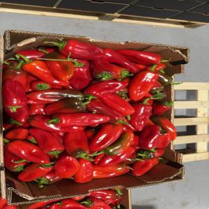 Chill pepper for SELL - fruits and vegetables hello,  we are a company based in morocco,  exporting fresh and frozen fruits and vegetables to europe.--we offer high-quality chill pepper and also have other fruits and vegetables available for sale.--if you are interested,  kindly contact us.