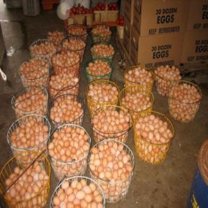 Fresh brown table chicken eggs -  advertising new products we are reliable and trusted firm dealing in the supplies and distribution of fresh brown table eggs and consumer goods and we sell at affordable prices.feel free to contact or visit for more details and recent photos.