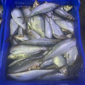 Clients pélagiques  - poissons nous sommes spécialisés dans la vente de poissons pélagiques de premier choix en provenance de mauritanie. notre sélection comprend des espèces telles que la sardinelle,  le chinchard,  le maquereau,  et l’anchois,  connues pour leur fraîcheur et leur qualit&eacu