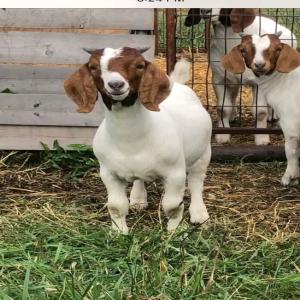 Pure Bred Boer Goats - live animals product-   pure bred boer goats   --age- 6 to 18 months old--average weight 35 - 40 kg each--milking capacity - 20 and more litres per day--certification- pedigree,  veterinary certificate--regularly vaccinated,  wormed and feet trimmed--price- 50 euros /piece--origin- poland  --lead time- 2-3 days af