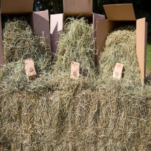 Certified pasture grasses in bales - feed we are distributors and wholesale supplier of livestocks as well as animal feeds such as alfalfa, we sell at good prices and our products comes with all necessary papers.feel free to contact for more details and recent photos.