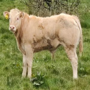 Bovins - animaux vivants bonjour, --nous cherchons à importer des 60 a 120 unités de bovins de 180 à 450 kg) de type blanc bleu belge,   limousine,  charolais ou bland d´aquitaine . merci de nous soumettre une proposition de prix du kg (transport inclus) et les documents à fournir pour le maroc vill